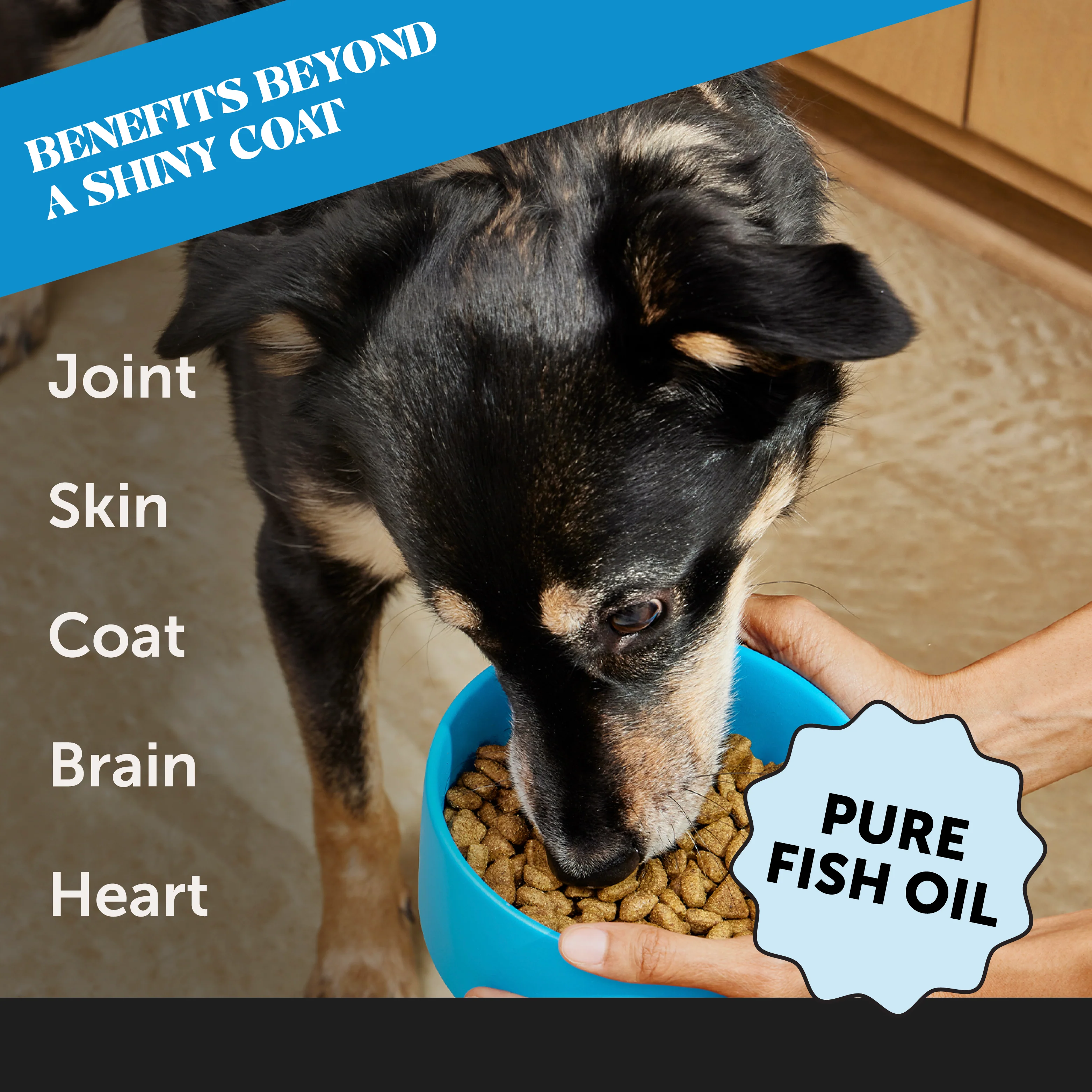 Cat Lysine + Fish Oil Bundle - Image 8